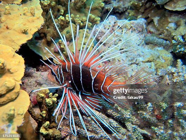 radial firefish - maldives - pterois radiata stock pictures, royalty-free photos & images