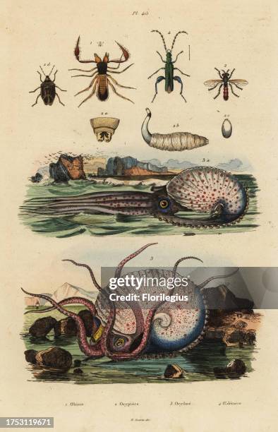 Pseudoscorpion, Chthonius orthodactylus 1, Octyptera bicolor 2, tuberculate pelagic octopus, Ocythoe tuberculata 3, and false oil beetle, Oedemera...