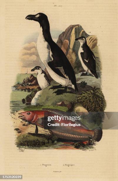 Great auk, Pinguinus impennis 1, exctinct, and Brazilian sandperch, Pinguipes brasilianus 2. Pingouin, Pinguipes. Handcoloured steel engraving by du...