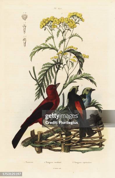 Brazilian tanager, Ramphocelus bresilius, and paradise tanager, Tangara chilensis. Tanaisie, Tansy, Tanacetum vulgare. Handcoloured steel engraving...