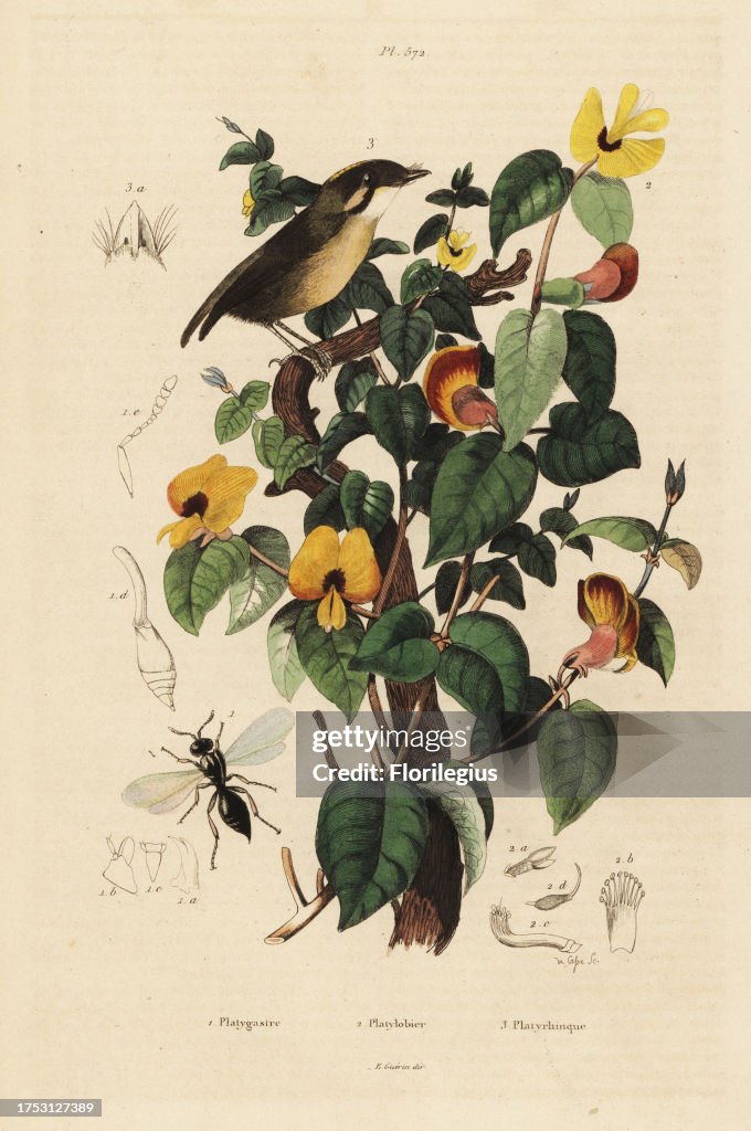 Black-cheeked gnateater, handsome sweetpea and wasp
