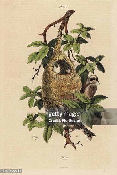 Penduline tit, Remiz pendulinus, and nest. Handcoloured steel engraving by du Casse after an illustration by Adolph Fries from Felix-Edouard...