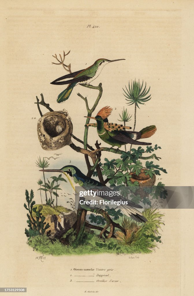 Rufous tailed hummingbird, tufted coquette and black-eared fairy