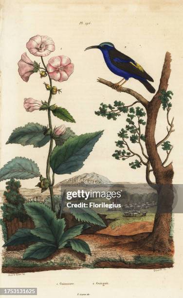Marshmallow, Althaea officinalis 1, and purple honeycreeper, Cyanerpes caeruleus 2. Guimauve, Guitguit. Handcoloured steel engraving by Pedretti...