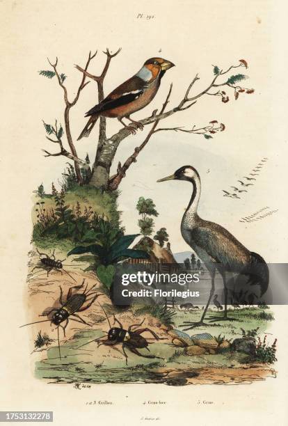 Hawfinch, Coccothraustes coccothraustes 2, common crane, Grus grus 3, and crickets, Gryllus campestris 1. Grillon, gros-bec, grue. Handcoloured steel...