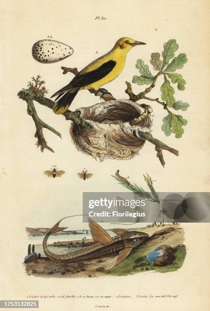 Oriole blackbird, Gymnomystax mexicanus, nest and eggs 3, chocolate loricarid armored catfish, Loricaria cataphracta 2, and pine sawfly, Neodiprion...