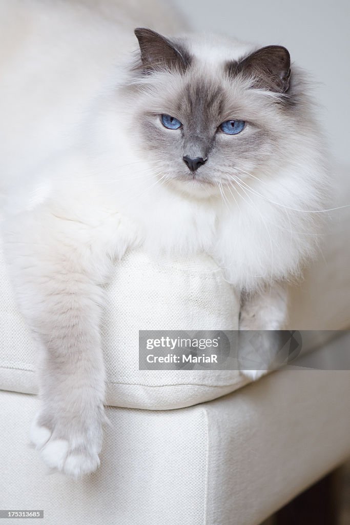 White sacred birman cat with blue hanging on couch