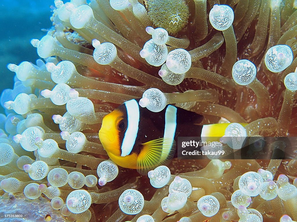 Yellowtail clownfish in sea anemone