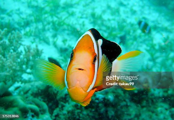yellowtail clownfish - acanthuridae stock pictures, royalty-free photos & images