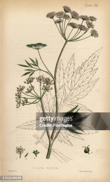Cowbane or water hemlock, Cicuta virosa. Handcoloured lithograph by Henry Sowerby from Edward Hamilton's Flora Homeopathica, Bailliere, London, 1852.