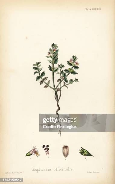 Eyebright, Euphrasia officinalis. Handcoloured lithograph by Henry Sowerby after an illustration by M.D. From Edward Hamilton's Flora Homeopathica,...