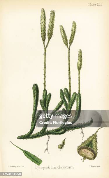 Stag's-horn clubmoss, running clubmoss or ground pine, Lycopodium clavatum. Handcoloured illustration drawn and lithographed by Henry Sowerby from...