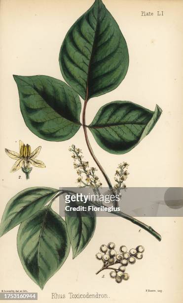 Atlantic poison oak, Toxicodendron pubescens . Handcoloured illustration drawn and lithographed by Henry Sowerby from Edward Hamilton's Flora...