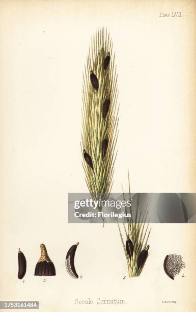 Ergot of rye, Claviceps purpurea . Handcoloured lithograph by Charlotte Caroline Sowerby from Edward Hamilton's Flora Homeopathica, Bailliere,...