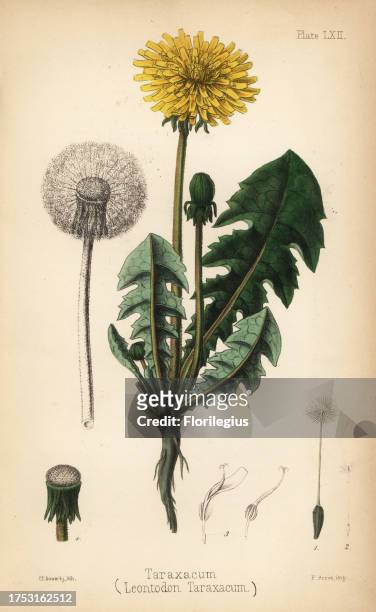 Dandelion or taraxacum, Leontodon taraxacum. Handcoloured lithograph by Charlotte Caroline Sowerby from Edward Hamilton's Flora Homeopathica,...