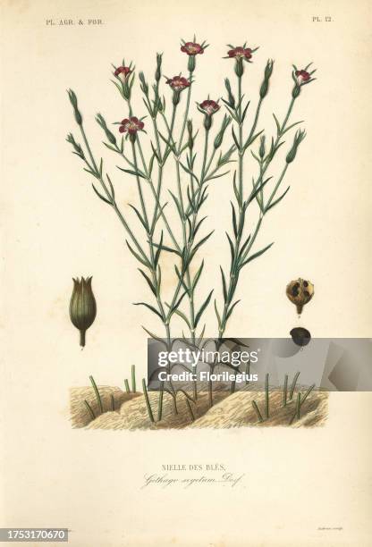 Common corn-cockle, Agrostemma githago, Githago segetum, Nielle des bles, Handcoloured steel engraving by L. Lebrun after a botanical illustration by...