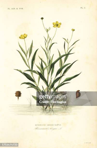 Greater spearwort, Ranunculus lingua, Renoncule grande-douve. Handcoloured steel engraving by L. Noel after a botanical illustration by Edouard...