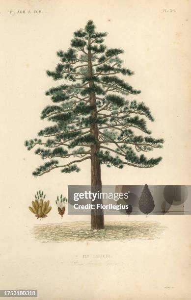 Black pine or Austrian pine, Pinus nigra subsp. Laricio, Pinus laricio, Pin laricio. Handcoloured steel engraving by Oudet after a botanical...