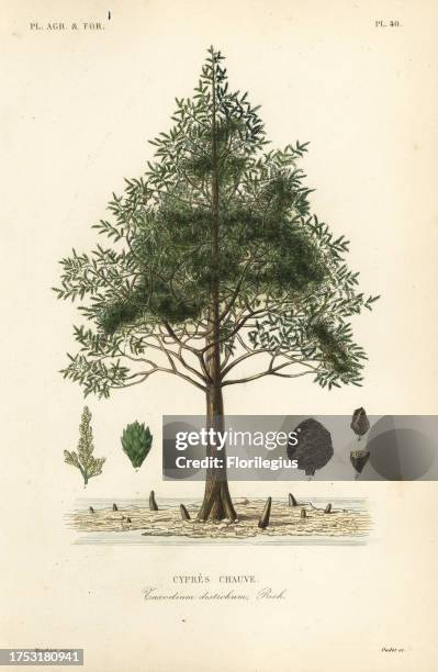 Bald cypress or swamp cypress tree, Taxodium distichum, Cypres chauve. Handcoloured steel engraving by Oudet after a botanical illustration by...