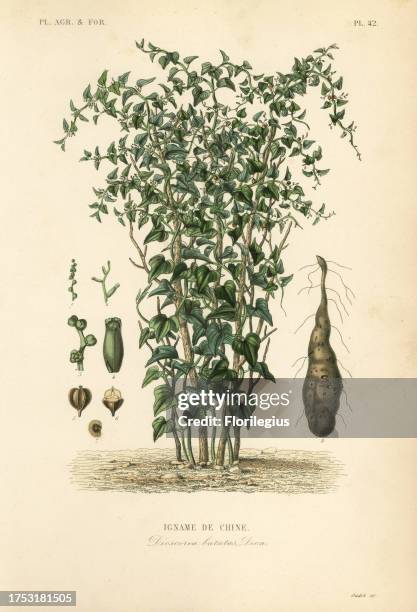 Chinese yam or cinnamon-vine, Dioscorea polystachya, Dioscorea batatas, Igname de Chine, Handcoloured steel engraving by Oudet after a botanical...