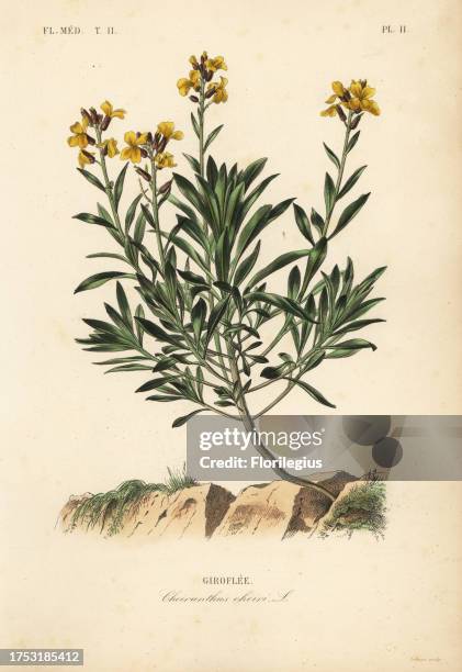 Wallflower, Erysimum cheiri, Cheiranthus cheiri, Giroflee. Handcoloured steel engraving by Lebrun after a botanical illustration by Edouard Maubert...