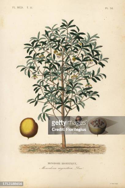 Calabash nutmeg, Monodora myristica, Monodore aromatique. Handcoloured steel engraving by Alphonse-Leon Noel after a botanical illustration by...