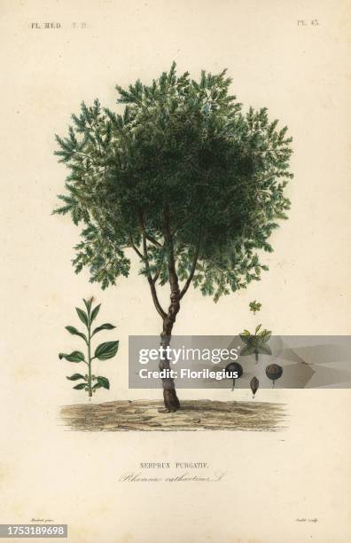 Purging buckthorn tree, Rhamnus cathartica, Rhamnus catharticus, Nerprun purgatif. Handcoloured steel engraving by Oudet after a botanical...
