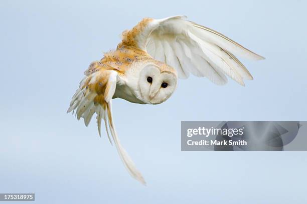 barn owl in flight - barn owl fotografías e imágenes de stock