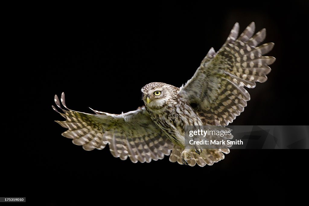 Little owl athene noctua in flight