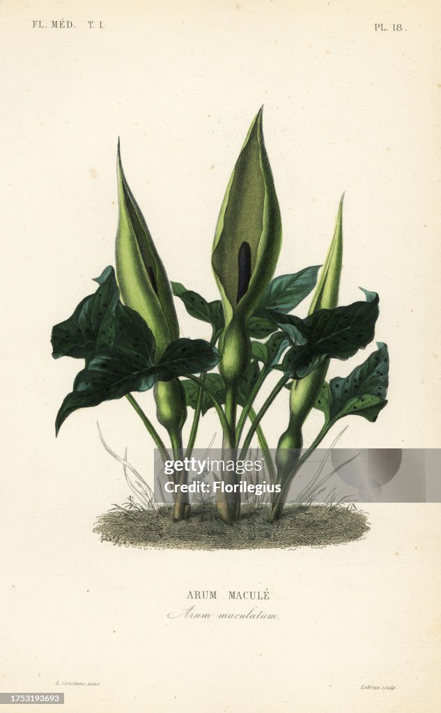 Wild arum, Arum maculatum