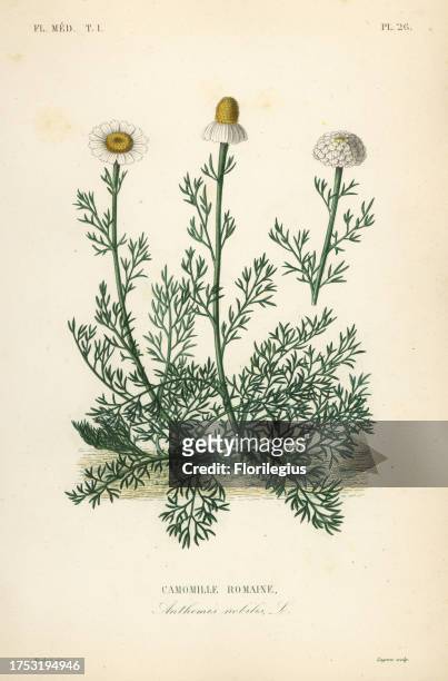 Roman camomile or camomille, Chamaemelum nobile, Anthemis nobilis, Camomille romaine. Handcoloured steel engraving by Lagesse after a botanical...
