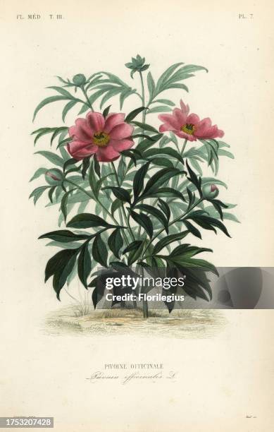 Common peony or garden peony, Paeonia officinalis, Pivoine officinale. Handcoloured steel engraving by Alphonse-Leon Noel after a botanical...