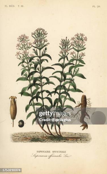 Soapwort or soapweed, Saponaria officinalis, Saponaire officinale. Handcoloured steel engraving after a botanical illustration by Edouard Maubert...