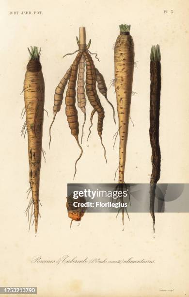 Root vegetables, racines et tubercule alimentaires. Salsify, Tragopogon porrifolium, skirret, Sium sisarum, oca or New Zealand yam, Oxalis crenata,...