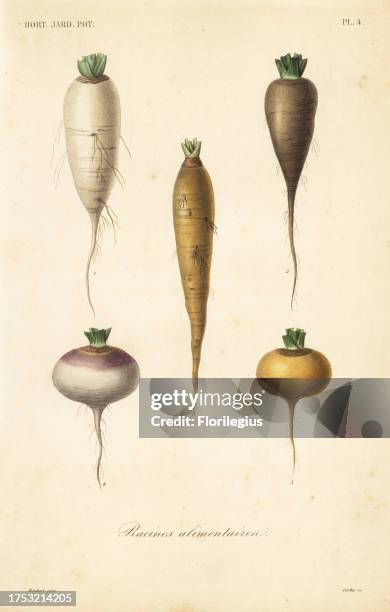 Root vegetables, racines alimentaires. Turnip varieties, Brassica rapa subsp. Rapa. Handcoloured steel engraving by Corbie after a botanical...