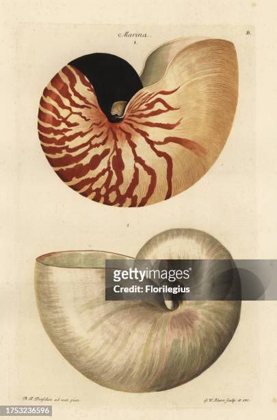 Chambered or great nautilus shell, Nautilus pompilius 1 and polished shell below 2. Handcoloured copperplate engraving by G.W. Knorr after an...