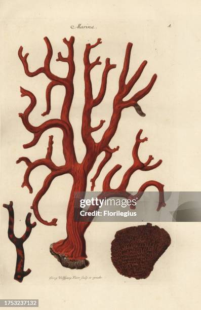 Red coral, Corallium rubrum, and organ pipe coral, Tubipora musica. Handcoloured copperplate engraving drawn and engraved by Georg Wolfgang Knorr...