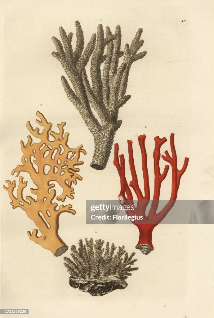 Coral species
