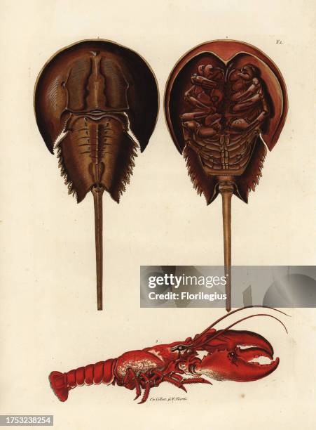 Horseshoe crab, Limulus polyphemus, and lobster, Homarus gammarus . From the collection of G.W. Knorr. Handcoloured copperplate engraving by Georg...