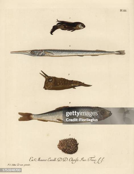 Gurnard, Chelidonichthys species 1, needlefish, Belone belone 2, longhorn cowfish, Lactoria cornuta 3, herring, Clupea harengus 4, and few-spined...
