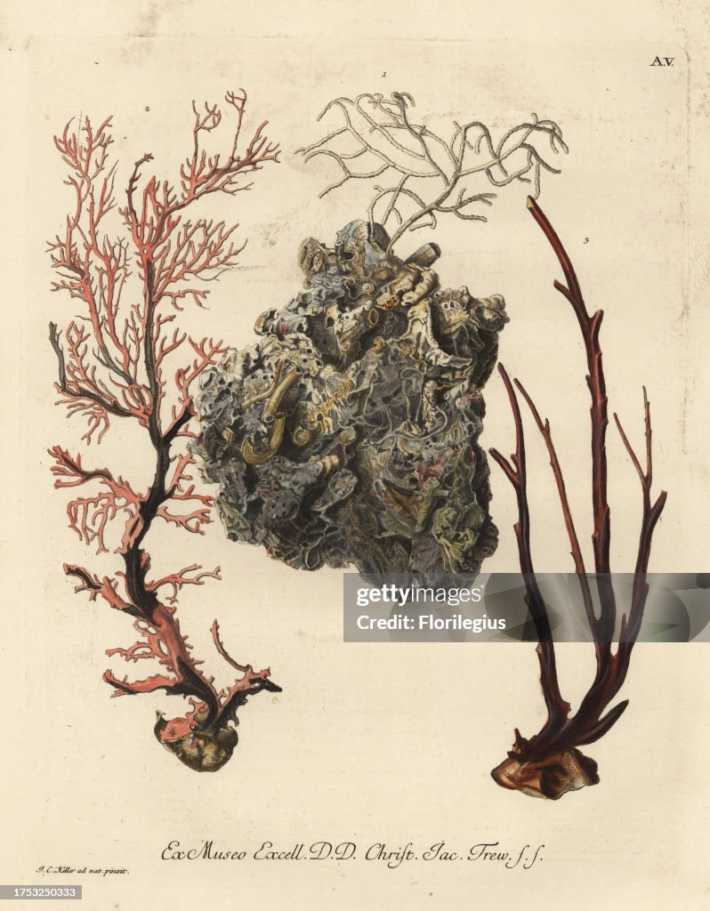 Coral sea fans or Alcyonacea species