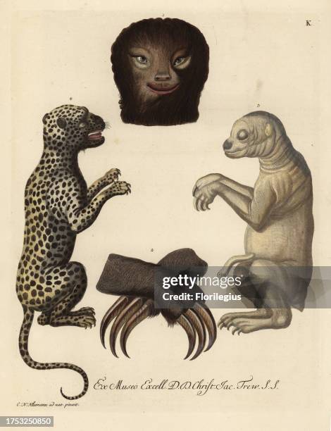 Head, paws, claws and newborn pale-throated sloth, Bradypus tridactylus, and young leopard, Panthera pardus. Handcoloured copperplate engraving after...