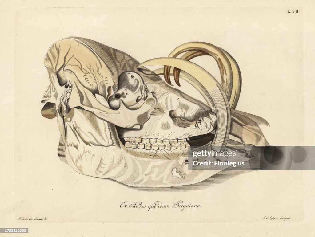 Skull of a Buru babirusa, Babyrousa babyrussa