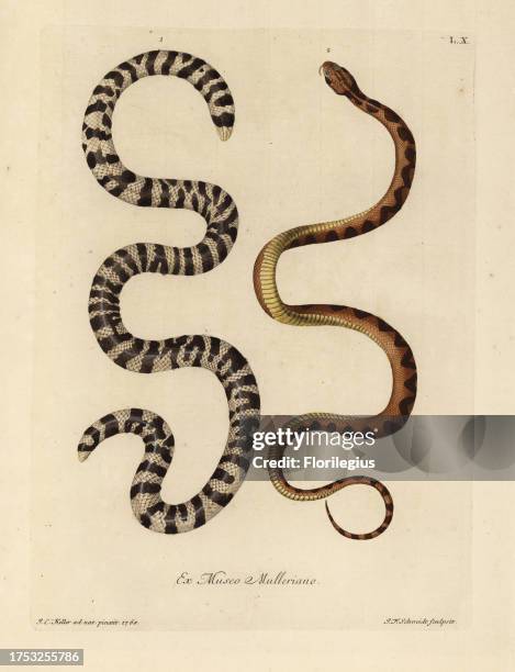 Black-and-white worm lizard, Amphisbaena fuliginosa, and brown and yellow snake of Surinam . Le serpent dit a deux tetes, l'Amphisbaena fuliginosa,...