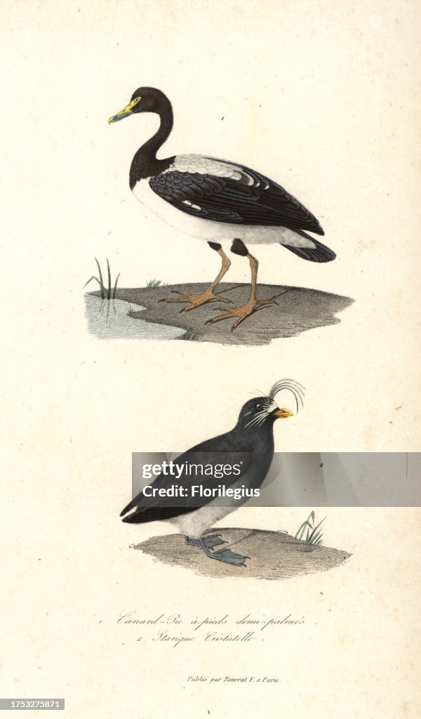 Magpie goose and crested auklet