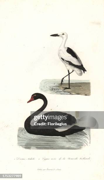 Crab plover, Dromas ardeola, and black swan, Cygnus atratus. Handcoloured copperplate engraving from Rene Primevere Lesson's Complements de Buffon,...