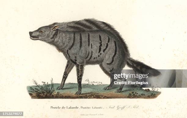 Aardwolf, Proteles cristata . Handcoloured copperplate engraving from Rene Primevere Lesson's Complements de Buffon, Pourrat Freres, Paris, 1838. .