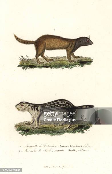 Richardson's ground squirrel, Urocitellus richardsonii, and thirteen-lined ground squirrel, Ictidomys tridecemlineatus. Handcoloured copperplate...