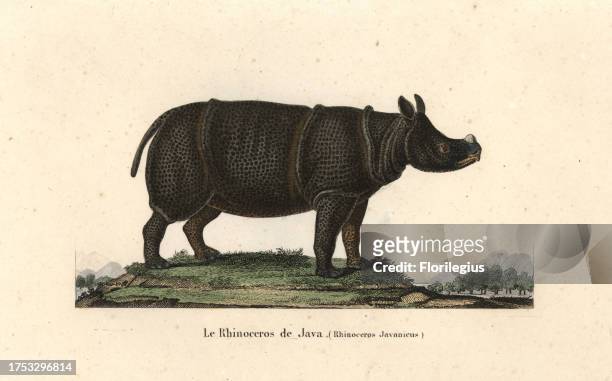 Javan rhinoceros, Rhinoceros sondaicus. Critically endangered. Handcoloured copperplate engraving from Rene Primevere Lesson's Complements de Buffon,...