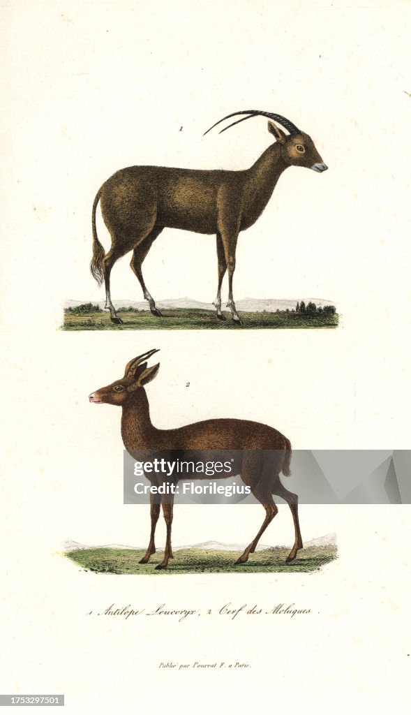 Arabian oryx and Javan rusa deer